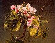 Martin Johnson Heade Apple Blossoms Norge oil painting reproduction